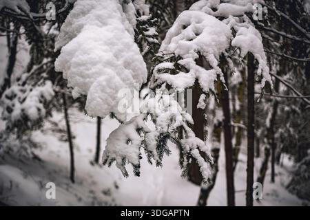 Snow Covered Evergreen Branches in Winter Forest Stock Photo