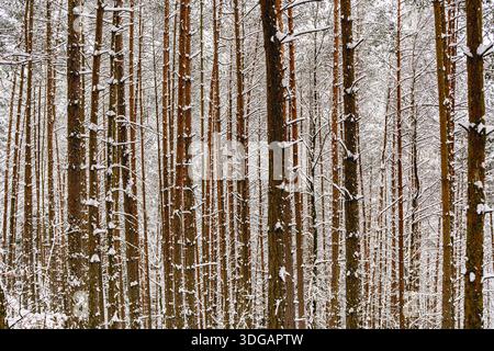 Dense Pine Forest with Tall Tree Trunks in Winter Landscape Stock Photo
