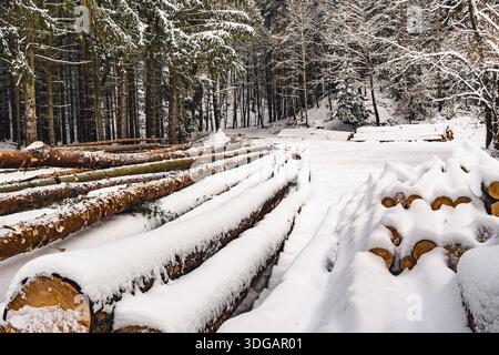 Stacked Timber Logs Covered with Snow Along a Forest Road Stock Photo
