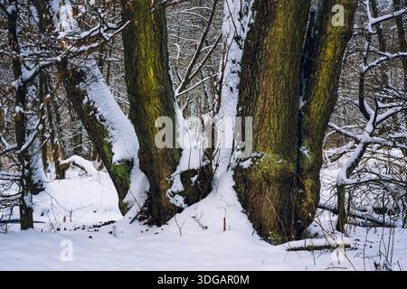 Snow Covered Tree Trunks with Moss in a Winter Forest Stock Photo