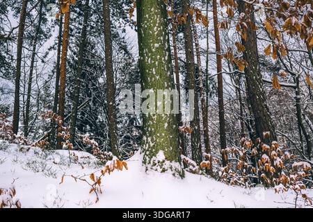Snow Covered Tree Trunks with Moss in a Winter Forest Stock Photo