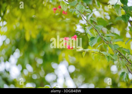 A small branch with vibrant pink flowers and green leaves in a natural outdoor setting Stock Photo
