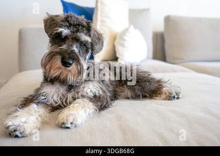 Schnauzer puppy dog looking at camera, lying on the couch at home. Pet. Stock Photo