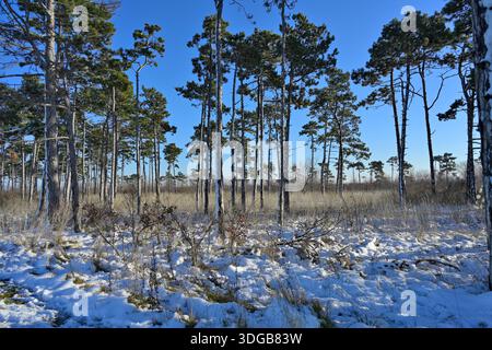 Winter pine forest creating serene snowy landscape. Stock Photo