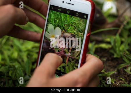 Woman’s hands hold mobile phone and capturing two snails with textured shells resting on fresh green grass in their natural habitat with white flower. Stock Photo