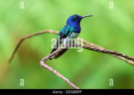 A white necked Jacobin hummingbird perched on a thin branch with a green background in bokeh Stock Photo