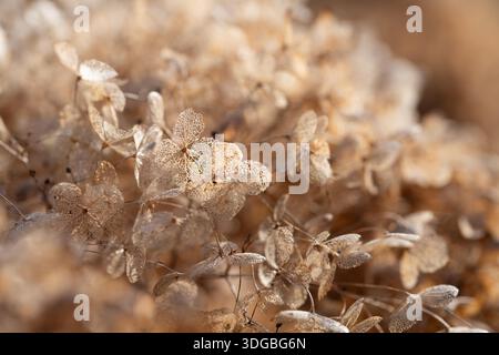 Close-up of dried hydrangea blossoms. The delicate petals glow in the light. The background is bright. Stock Photo