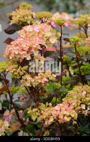 Hydrangea Preziosa, bronze young leaves turn deep red in autumn, rose-pink sterile flowers age to reddish-purple Stock Photo