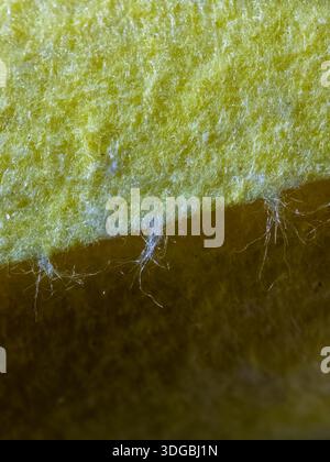 Yellow fibrous texture macro creating a detailed pattern of fluffy material with small, thin fibers fraying at the edge, abstracting the surface of a Stock Photo
