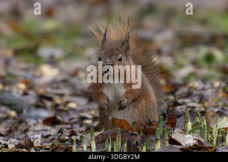 Red squirrel (Sciurus vulgaris) adult animal in a garden with emerging plant bulbs in autumn, England, United Kingdom Stock Photo