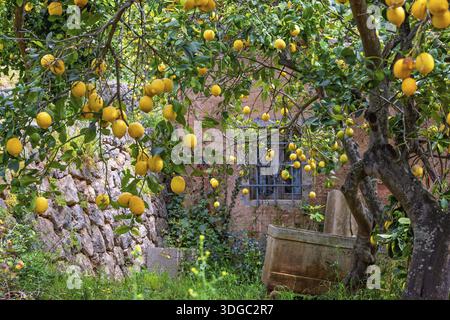Ripe yellow lemons hanging from tree branches in a garden by an old house, Soller, Mallorca, Spain Stock Photo