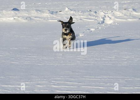 A dog happily runs through the snow on a sunny winter day, mixed breed dog, wire-haired dachshund terrier-Havanese mix, male, Ilsede, Lower Saxony, Ge Stock Photo