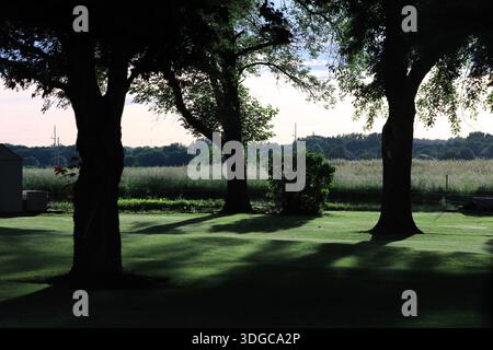 Shadows of Backlit Big Backyard Trees on Lawn Stock Photo