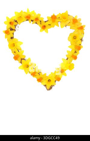 Heart shape daffodil flower symbol of love spring wreath on white background. Romantic daffodil narcissus floral nature design for Spring season. Stock Photo