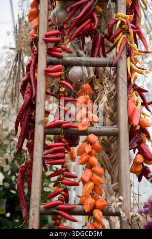 Various chilli and other peppers being dried up a ladder Stock Photo