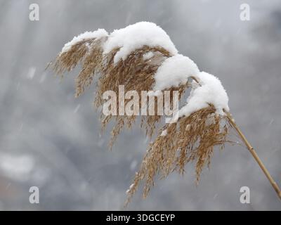 Close-up of a common reed (Phragmites australis) seed head covered in snow during winter, Adda River, 2013 Stock Photo