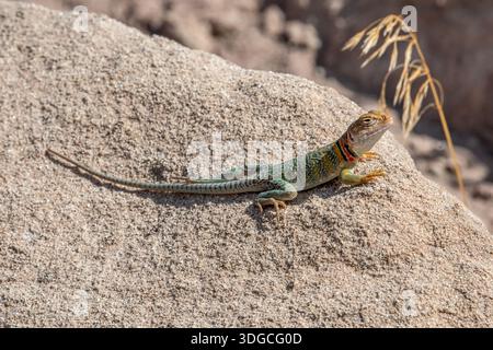 Eastern Collared Lizard (Crotaphytus collaris) basking in the sunshine on a rock near Fruita, Colorado. Stock Photo