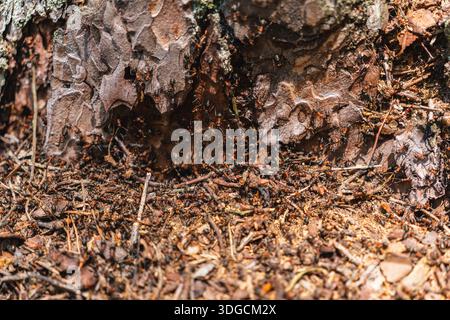 Close-up of ants visible on an old tree trunk Stock Photo