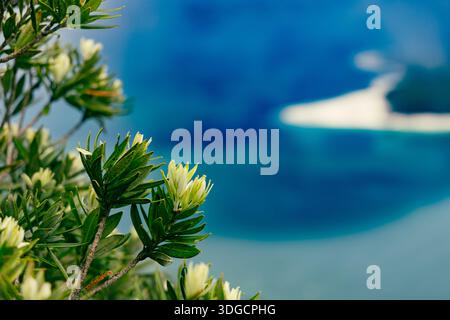 Tropical Green Foliage Over Turquoise Coastal Lagoon Stock Photo