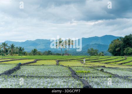 A beautiful landscape of flooded rice paddy fields in the countryside with coconut trees, blue mountains, and overcast clouds in the background. Stock Photo