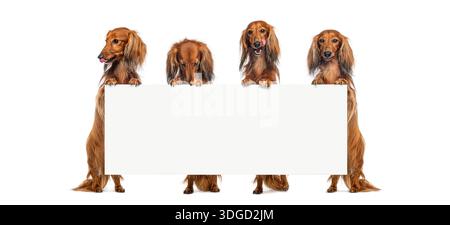 Group of standing dachshund dogs presenting empty banner with room for text Stock Photo