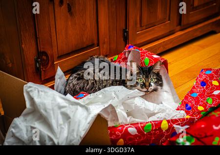 Close-up of a house cat caught in Christmas wrapping paper looking at the camera. Stock Photo