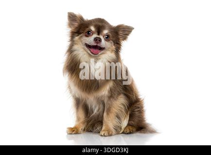 Brown and cream long haired chihuahua dog sitting happily, looking at camera Stock Photo