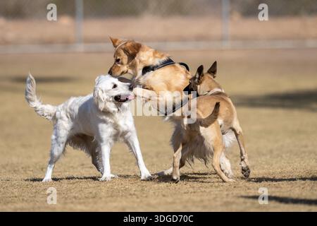 Two golden retrievers and a shepherd puppy all playing in the dry grass at the park Stock Photo
