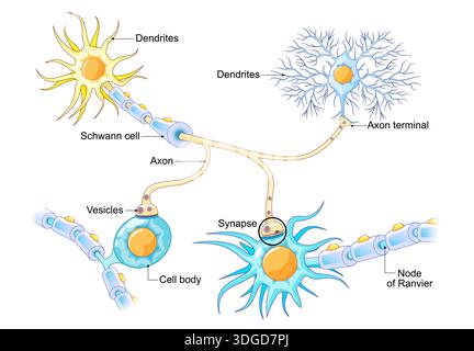 Neuronal communication. Transmission of the nerve signal between two ...
