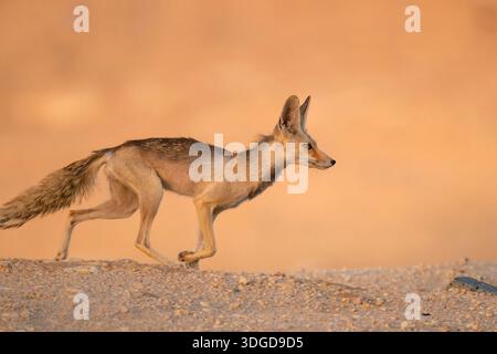 Arabian red fox called as desert fox, cute little wild animal and