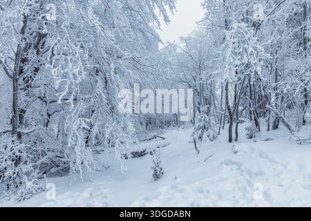 Beautiful winter forest covered with thick layer of snow, wintertime outdoor background Stock Photo