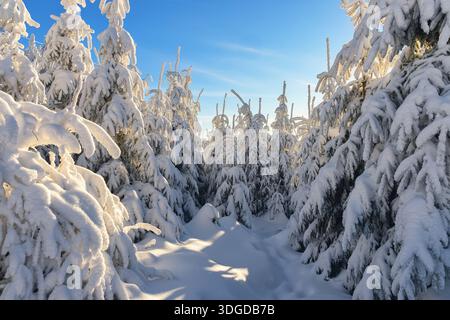 Beautiful winter forest covered with thick layer of snow, wintertime outdoor background Stock Photo