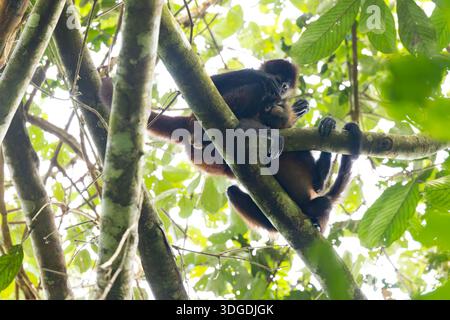 Pair of Central American Spider Monkeys grooming one another in the canopy of lowland rainforest. Stock Photo