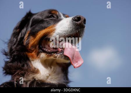 portrait of a large beautiful dog with his tongue hanging out against the sky, Bernese Mountain Dog bottom view. Stock Photo