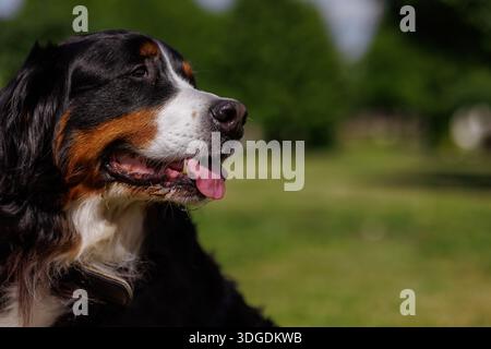 portrait of a large beautiful dog with his tongue hanging out against the sky, Bernese Mountain Dog bottom view, Stock Photo
