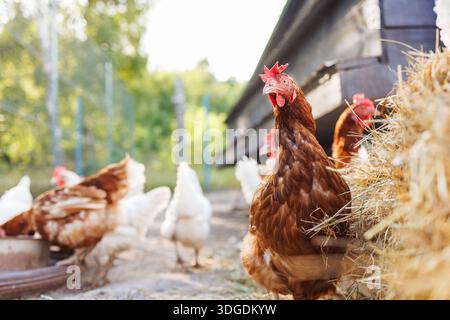 Free-range chickens on a farm at sunrise, organic poultry in a natural rural setting. Stock Photo