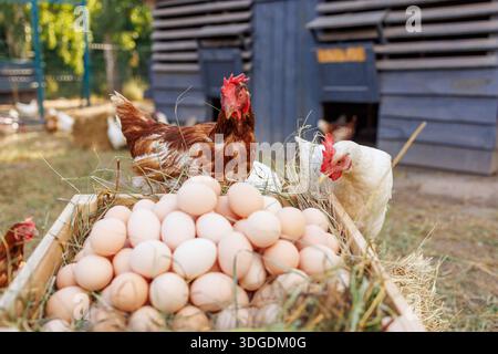Fresh organic eggs in a wooden crate with free-range chickens on a rural farm. Stock Photo