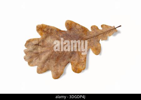 Dry oak leaf isolated on white background Stock Photo