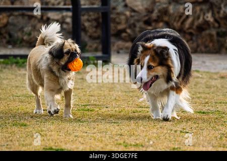 A border collie mix and a small pekingese mix dog playing together on the grass, one holding an orange toy ball in its mouth. Stock Photo