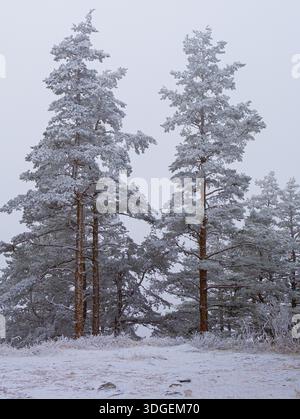 Footpath among big pine trees covered snow in foggy forest on ski-resort near city Zlatibor, Serbia Stock Photo