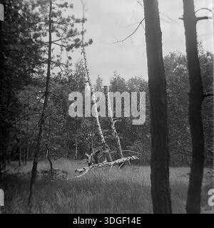 Donetsk region, Ukrainian SSR, Soviet Union - Spring 1970s: A series of black and white archival full shots of a mixed forest landscape featuring tall pine trees in the foreground and a birch grove in the background. Two children (or teenagers) are playing and balancing on a fallen birch tree trunk in a clearing. The scene includes a broken white birch trunk leaning diagonally. These authentic vintage photographs capture childhood adventures, outdoor recreation, and the peaceful daily life in the Donbas region during the mid-20th century. Stock Photo