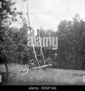 Donetsk region, Ukrainian SSR, Soviet Union - Spring 1970s: A series of black and white archival full shots of a mixed forest landscape featuring tall pine trees in the foreground and a birch grove in the background. Two children (or teenagers) are playing and balancing on a fallen birch tree trunk in a clearing. The scene includes a broken white birch trunk leaning diagonally. These authentic vintage photographs capture childhood adventures, outdoor recreation, and the peaceful daily life in the Donbas region during the mid-20th century. Stock Photo