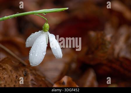 A single Snowdrop covered in raindrops in mid January, England, UK. Stock Photo