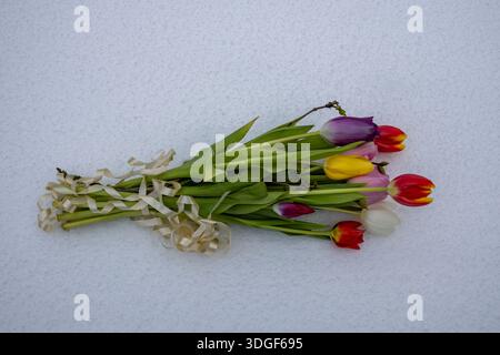Bouquet of multicolored tulips with green stems and leaves placed on a flat snow surface in natural light. Stock Photo