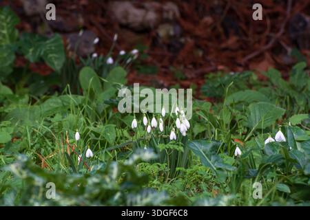 A clump of early snowdrops emerging in mid-January, England, Uk. Stock Photo