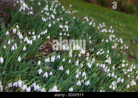 Drifts of naturalised snowdrops emerging in mid-January, England, UK Stock Photo