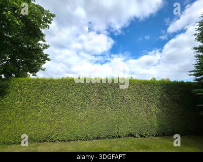 A tall and dense living fence made of emerald green arborvitae, Thuja occidentalis Smaragd, evenly trimmed and filling the frame with its tight green Stock Photo