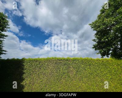 A tall and dense living fence made of emerald green arborvitae, Thuja occidentalis Smaragd, evenly trimmed and filling the frame with its tight green Stock Photo