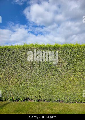 A tall and dense living fence made of emerald green arborvitae, Thuja occidentalis Smaragd, evenly trimmed and filling the frame with its tight green Stock Photo