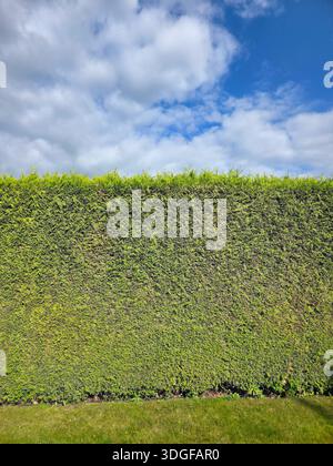 A tall and dense living fence made of emerald green arborvitae, Thuja occidentalis Smaragd, evenly trimmed and filling the frame with its tight green Stock Photo